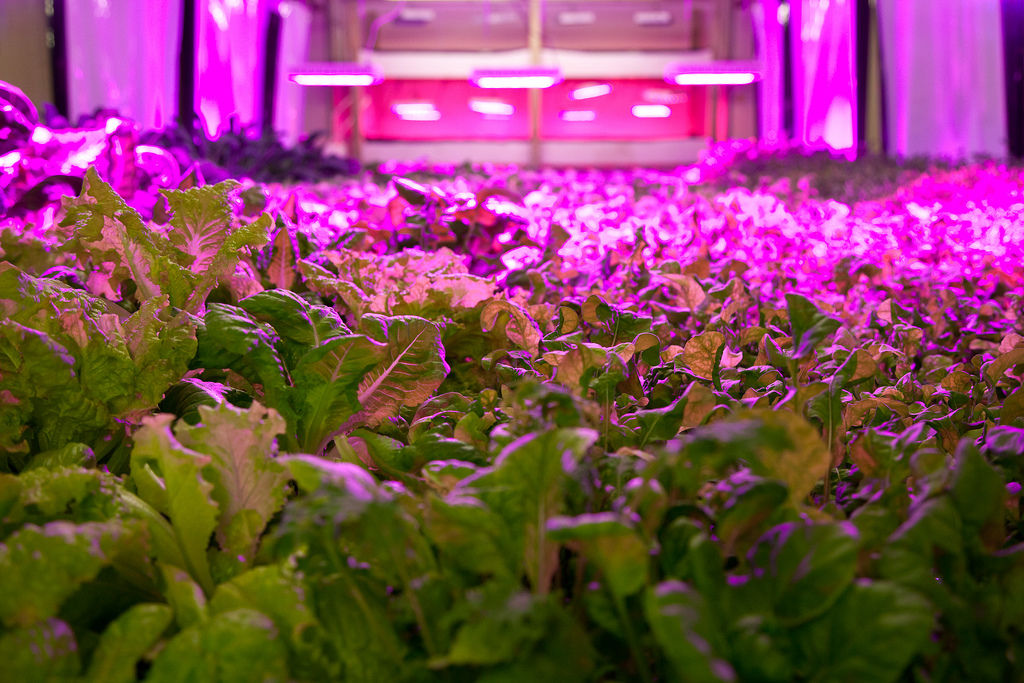 Purple light shining on plants in an indoor farm
