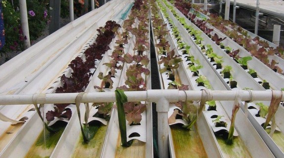 Plants in rows in an indoor greenhouse